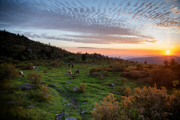 Couple hiking with wild ponies on Mount Rogers in Virginia.