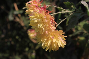 red and yellow flowers