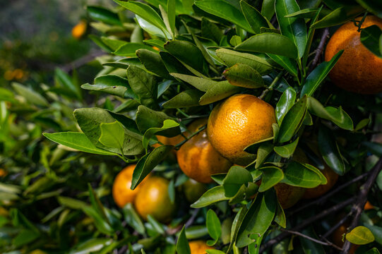 oranges ripening on a tree in North Thailand