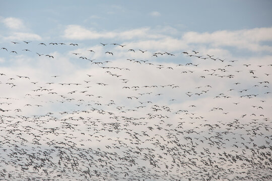 Thousands of Snow Geese in flight above Maryland's Eastern Shore.