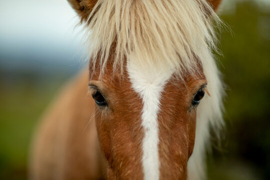 Wild pony at Grayson Highlands in Virginia.