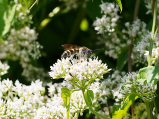 pollen covered bee on flowers