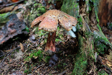 Old fly-agaric near a tree trunk covered with green moss with a very unfocussed background. Shallow depth of field.