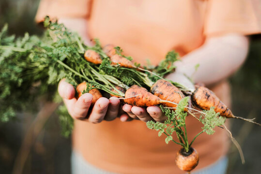 Woman harvesting carrots from backyard garden
