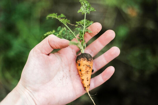 Woman harvesting carrots from backyard garden