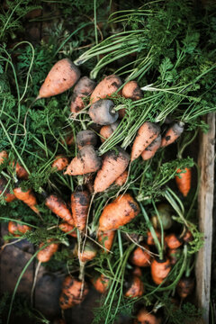 Carrots just picked from the garden.