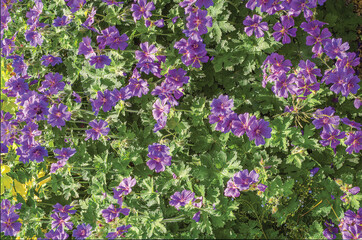 A flower bed of purple flowers
