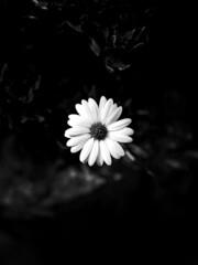 A dark black and white picture of a white flower, which is in the centre of the picture. 