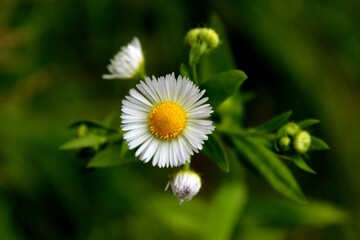 daisy flower