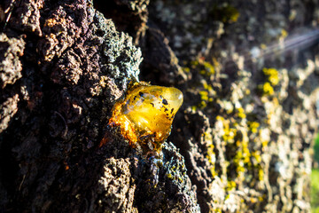 Beautiful sticky yellow and transparent sap tree accumulated on the wound of the tree bark