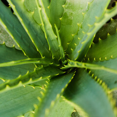 Medicinal green plant native to America