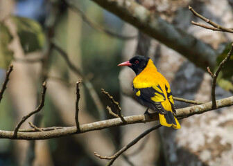 The black-hooded oriole is a member of the oriole family of passerine birds and is a resident...