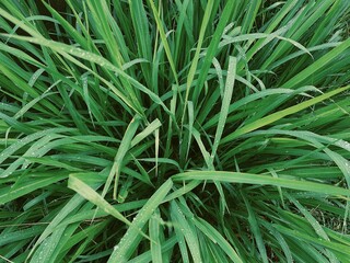 Beautiful of green tropical leaves plant background or texture