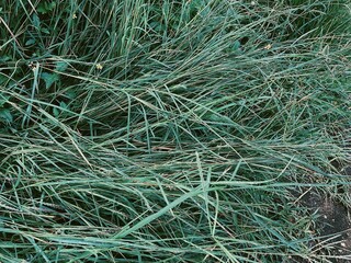 Beautiful of green tropical leaves plant background or texture