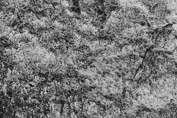 Old forest rock with beautiful cracked texture