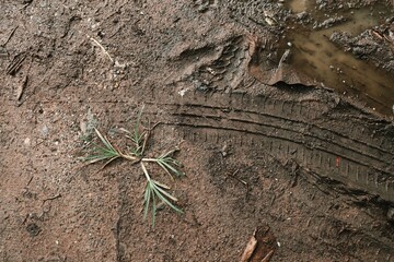 Wheel tracks on the soil road background or texture