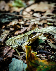 frog on the ground
