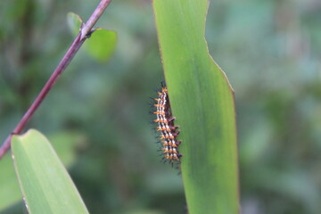 caterpillar on a leaf