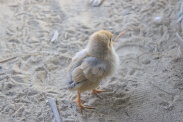 baby chicken