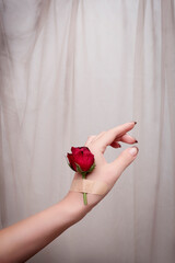Dry red rose attached to a hand with plaster bands. Natural freshness and woman hand ,hands...