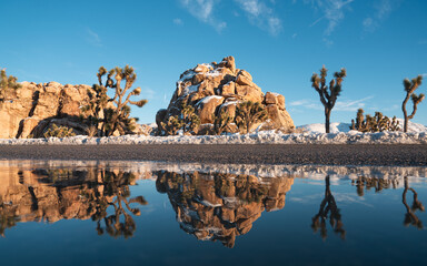 Joshua Tree winter snow reflection