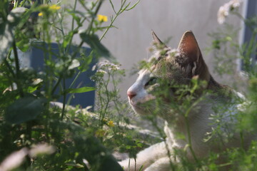 cat in garden