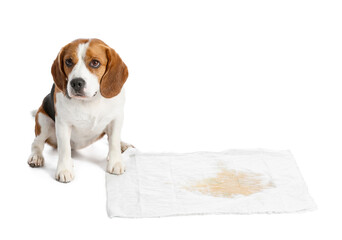 Cute dog near underpad with wet spot on white background