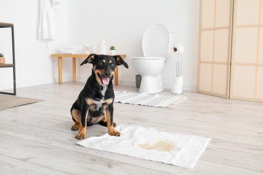 Cute dog near underpad with wet spot in bathroom