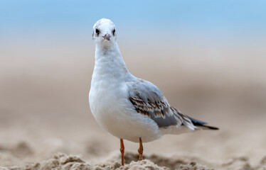 Seagull by the Polish sea on the beach