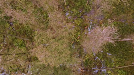 Red deer (Cervus elaphus) walks on marshy areas among forest. Flying over trees, top views from drone. Autumn cloudy day
