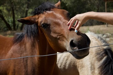 Mujer acariciando a un caballo marron
