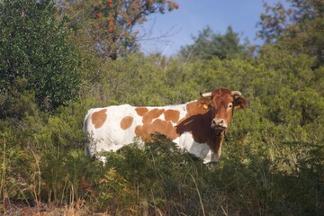Fototapeta na wymiar Vaca de color marron y blanco en el monte