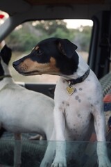 Perro negro y blanco sentado en el interior de un vehiculo