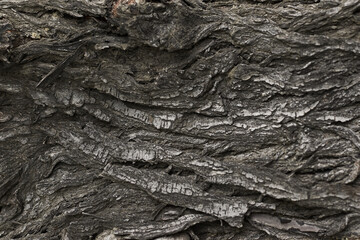 old dry tree bark with beautiful cracked texture