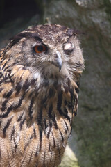 Uhu / Eurasian eagle-owl / Bubo bubo