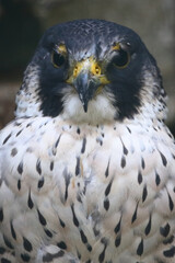 Wanderfalke / Peregrine falcon / Falco peregrinus