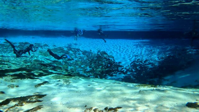 Under water at Florida spring. Silver Glen at the Ocala National Forest. With Tons of striped bass.