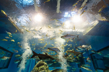 Beautiful nature blue underwater world inside a large aquarium for many species of freshwater fish...