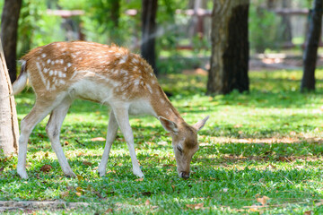 Naklejka na ściany i meble Beautiful nature of Female Fallow Deer or Dama dama brown with white spots walking for food stand grazing on green grass under the dim sunlight shade of trees in the garden summer at the zoo Thailand