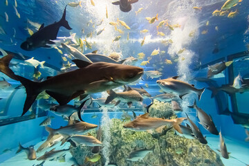 Beautiful nature blue underwater world inside a large aquarium for many species of freshwater fish in Thailand