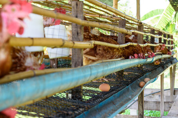 Brown hens feed on animal food and egg production from laying hen farm, simple chicken husbandry low cost in the countryside, agriculture livestock poultry in rural Thailand