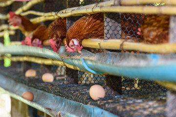 Brown hens feed on animal food and egg production from laying hen farm, simple chicken husbandry low cost in the countryside, agriculture livestock poultry in rural Thailand