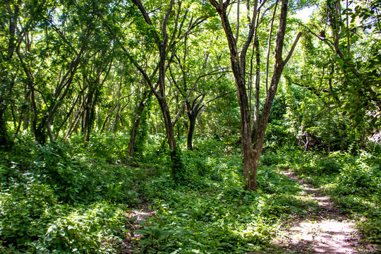 Dirt Trail Leads through the Trees and Vines in the Rainforest on Zapatera Island outside of Granada, Nicaragua
