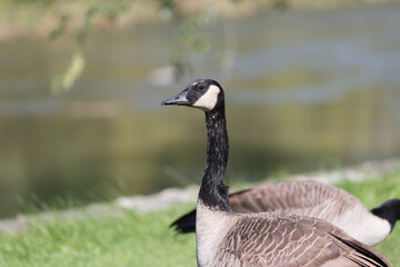 country goose branta canadensis