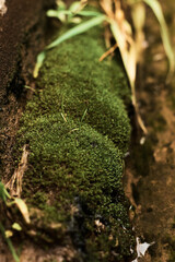 one small green moss in the river