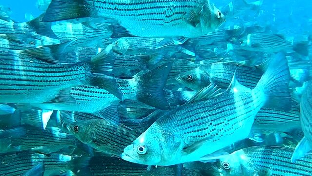 Under water at Florida spring. Silver Glen at the Ocala National Forest. With Tons of striped bass.