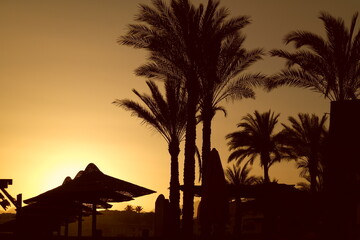 tropical paradise Sunset palms palm tree sunset sun golden hour orange summer beach sunset sun behind palms sunrise