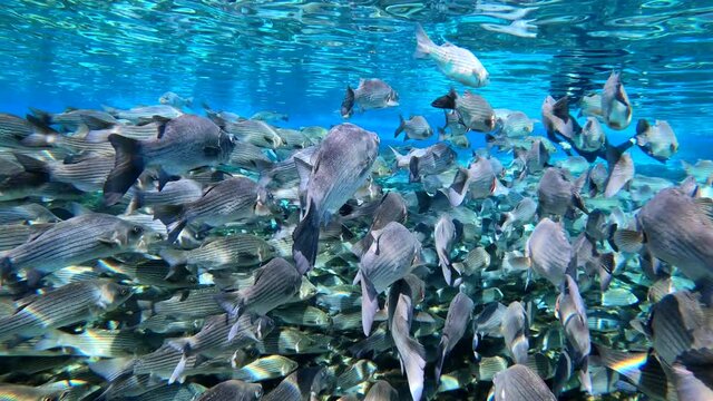 Under water at Florida spring. Silver Glen at the Ocala National Forest. With Tons of striped bass.