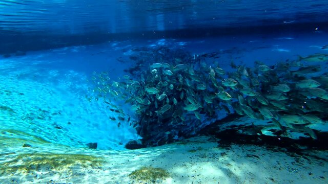 Under water at Florida spring. Silver Glen at the Ocala National Forest. With Tons of striped bass.