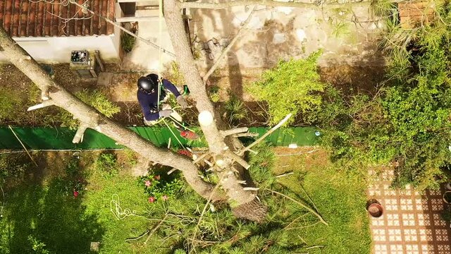 Professional arborist working on a pine tree with all the necessary security measures, tree worker climbing recorded with a drone 